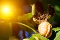 Young walnuts on the tree at sunset. Tree of walnuts. Green leaves background. Space for text Royalty Free Stock Photo