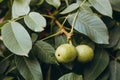 Young walnuts on the tree at sunset. Tree of walnuts. Green leaves background Royalty Free Stock Photo