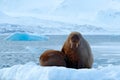 Young walrus with female. Winter Arctic landscape with big animal. Family on cold ice. Walrus, Odobenus rosmarus, stick out from b