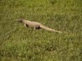 Young waran in a national park