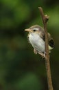 Young warbling vireo