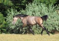 A warmblood mare trots across the field