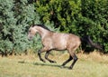 A warmblood mare gallops across the field
