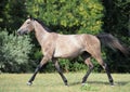 A warmblood mare trots across the field