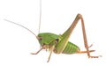 Young wart-biter, Decticus verrucivorus isolated on white background