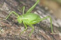 Young Wart-biter, extreme close up Royalty Free Stock Photo