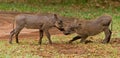 2 Young Wart Hogs playing