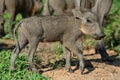 Young warthog