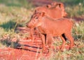 Young Warthog