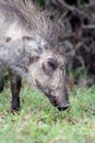 Young warthog