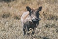 Young Warthog in Lake Nakuru National Park ,Kenya.