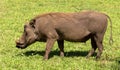 Young Warthog in Lake Nakuru National Park, Kenya