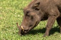 Young Warthog in Lake Nakuru National Park, Kenya