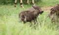 A young warthog playing