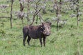 Young wart hog Pumba in the savannah