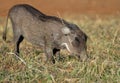 Young Warthog in typical kneeling posing