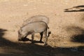 Young Warthogs