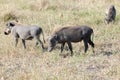 Warthogs in the wild of Botswana