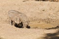 Young Warthogs