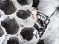 Young wasp crawling out of its cell