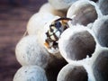 Young wasp emerging from its cell