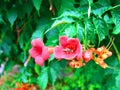 young wasp feasts on nectar in a campsis radicans Royalty Free Stock Photo