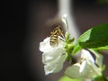 Young wasp on a flower Apple tree