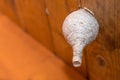 Young wasp nest under the roof