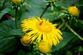 Young wasp on a yellow flower