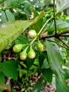 Young water apple fruit on the tree Royalty Free Stock Photo