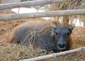 Young water buffalo