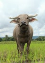 Young water buffalo