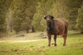 A Young buffalo looking towards the camera Royalty Free Stock Photo
