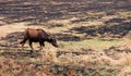 young water buffalo in scorched rice field