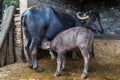 Young water buffalo suckling