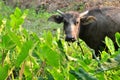 Young water buffalo Royalty Free Stock Photo