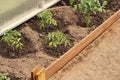 Young watered green plants in organic beds. Summer in the garden