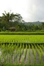 Young watered ricefields Royalty Free Stock Photo