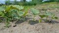 Young watermelon or citrullus plant, one of the fruits with high water and vitamin content with the efficacy of lowering blood