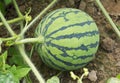 Young Watermelon