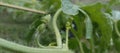 Young Watermelon flower waiting to bloom vines climbing plant semangka