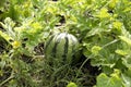 Young watermelon growing in vegetable garden