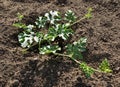 Young watermelon plant