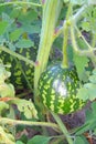 Watermelon in the garden