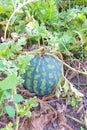 Watermelon in the garden