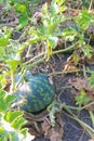 Watermelon in the garden