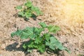 Young watermelon plants on plantation