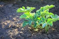 Young watermelon seedlings growing on the vegetable bed