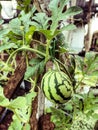 young watermelon tree Royalty Free Stock Photo