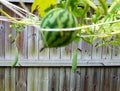 Young watermelon on vine